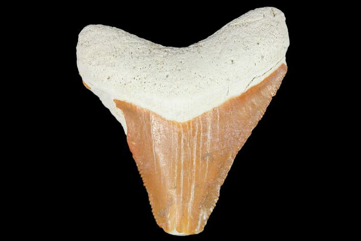 Bargain, Fossil Megalodon Tooth - Florida #103334